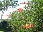 Erythrina X malottorum   - 