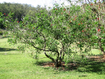 Erythrina X neillii   - 