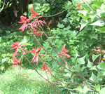 Erythrina X neillii   - 