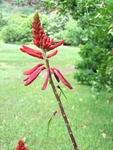 Erythrina X neillii   - 