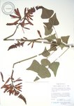 Erythrina X neillii   - 