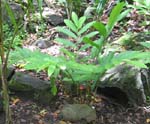 Etlingera corneri   - Habit, young plant with inflorescence