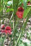 Etlingera elatior   - Group of inflorescences 