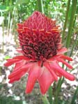 Etlingera elatior   - Inflorescence with bracts and flowers