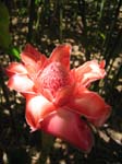 Etlingera elatior   - Inflorescence, newly opened