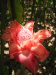 Etlingera elatior   - Inflorescence, newly opened