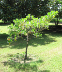 Fagraea berteroana   - Habit, young tree