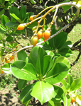 Fagraea berteroana   - Leaves and infructescence with ripe fruits