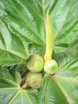 Ficus dammaropsis   - 