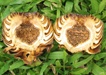 Ficus dammaropsis   - 