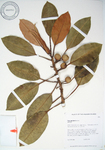Ficus macrophylla   - 