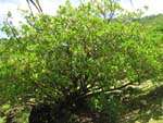 Fagraea berteroana   - Habit
