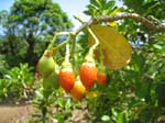 Fagraea berteroana   - Ripe fruits