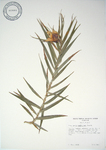 Freycinetia cumingiana   - 