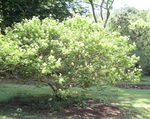 Gagnebina pterocarpa   - 