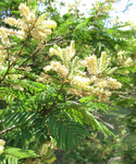 Gagnebina pterocarpa   - 