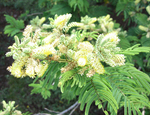 Gagnebina pterocarpa   - 