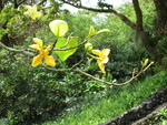 Gardenia sootepensis   - 