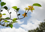 Gardenia sootepensis   - 