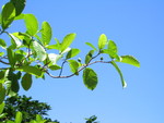 Gardenia sootepensis   - 
