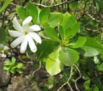 Gardenia taitensis   - 