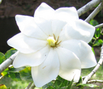 Gardenia thunbergia   - 
