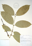 Gnetum gnemon   - 