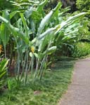 Heliconia caribaea   - 