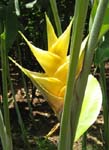 Heliconia caribaea   - Yellow flowering