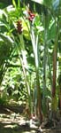 Heliconia caribaea   - 