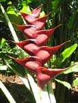 Heliconia caribaea   - Prince Of Darkness