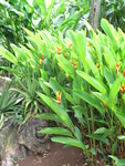Heliconia x nickeriensis   - Habit