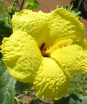 Hibiscus brackenridgei subsp. brackenridgei  - 