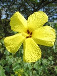 Hibiscus brackenridgei subsp. brackenridgei  - 