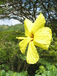 Hibiscus brackenridgei subsp. brackenridgei  - 