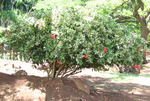 Hibiscus rosa-sinensis   - 