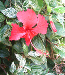Hibiscus rosa-sinensis   - 