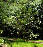 Hibiscus rosa-sinensis   - 