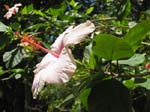 Hibiscus rosa-sinensis   - 