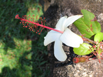 Hibiscus waimeae subsp. hannerae  - Flower and buds