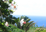 Hibiscus waimeae subsp. waimeae  - Flowering branches