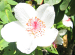 Hibiscus waimeae subsp. waimeae  - Flower