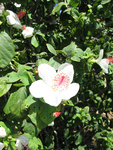 Hibiscus waimeae subsp. waimeae  - Flowering branches