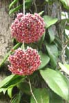 Hoya carnosa   - Flower clusters