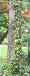 Hoya carnosa   - Habit, climbing tree trunk
