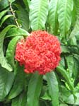Ixora casei   - 