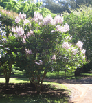 Lagerstroemia duperreana   - Habit