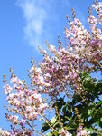 Lagerstroemia duperreana   - Flowering branches