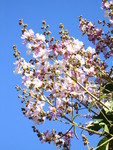 Lagerstroemia duperreana   - Inflorescences