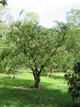 Malpighia emarginata   - 